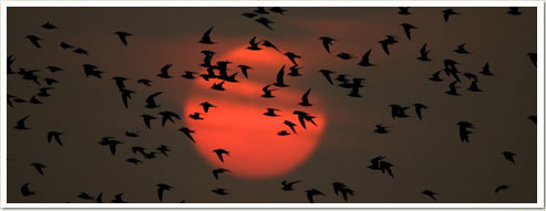 shawn-carey-terns-sunset
