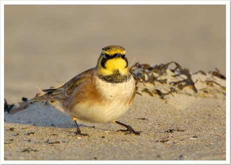 horned lark