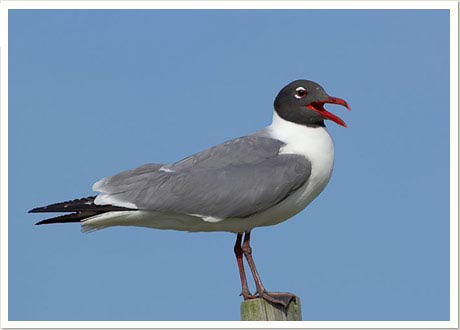 laughing gull