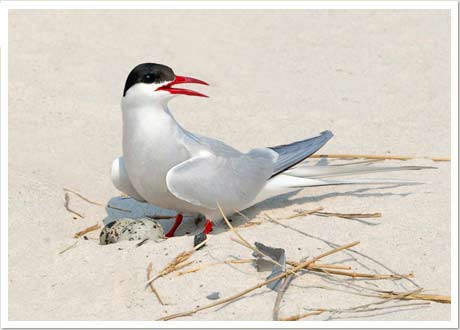 Arctic Tern