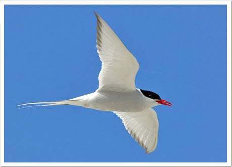 Arctic Tern