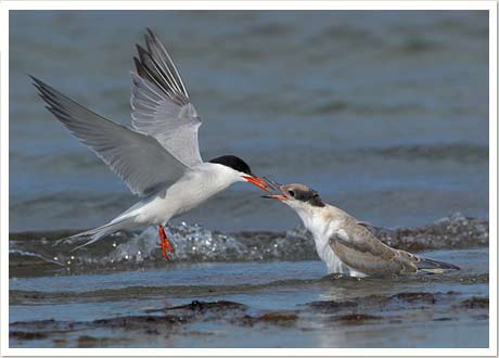 commontern