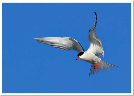 Common Tern