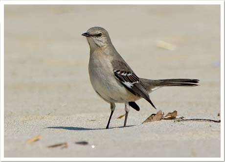 mockingbird