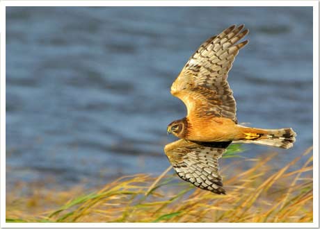 harrier