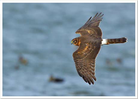 harrier