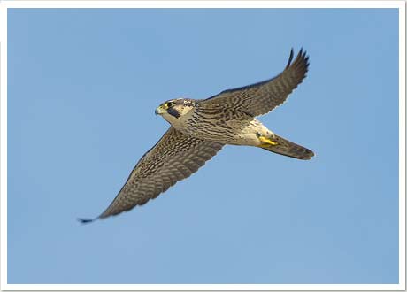 peregrine