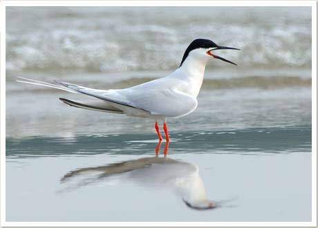 roseate tern