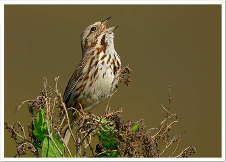 song sparrow