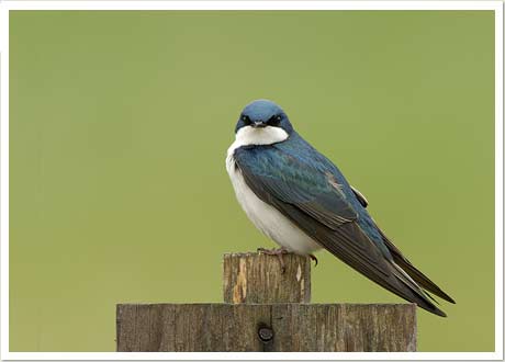 tree swallow