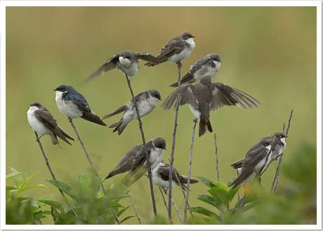 tree swallow