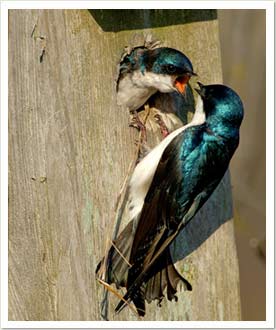 tree swallow