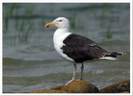 Greatbacked gull