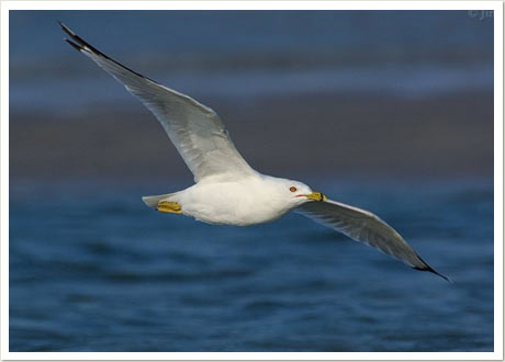 Ring-billed Gull