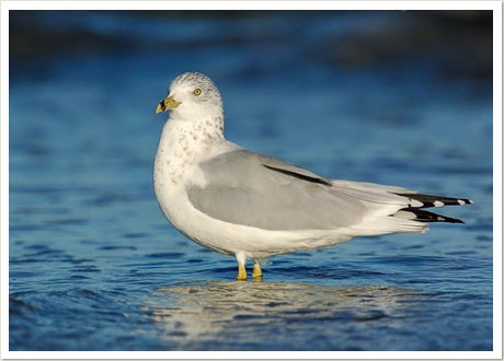 Ring-billed Gull