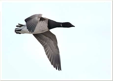 brant