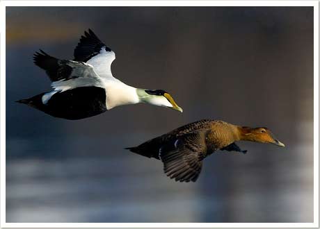 eider