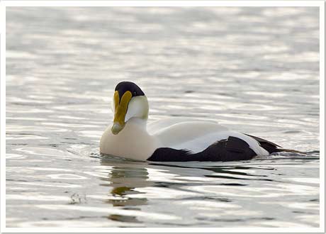 eider