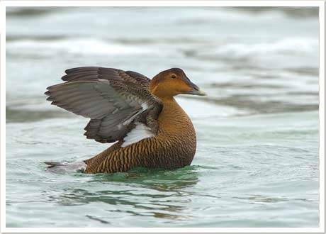 eider