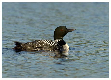 common loon. Common Loons visit the waters