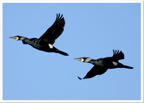 great cormorant