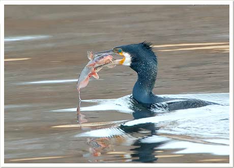 great cormorant