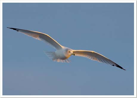 herring gull