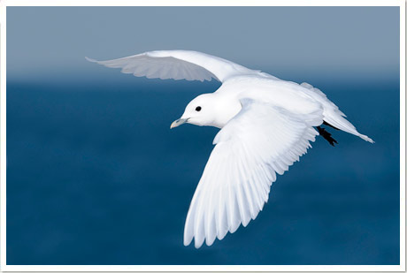 ivory gull