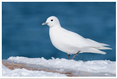 ivory gull