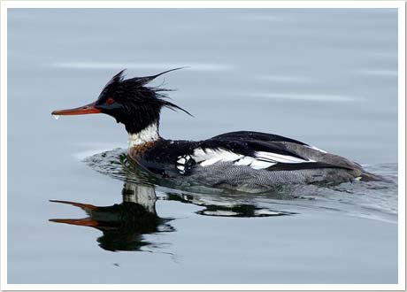 merganser