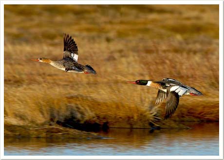 mergansers