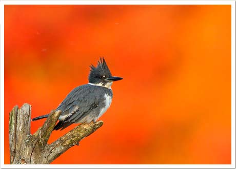 kingfisher