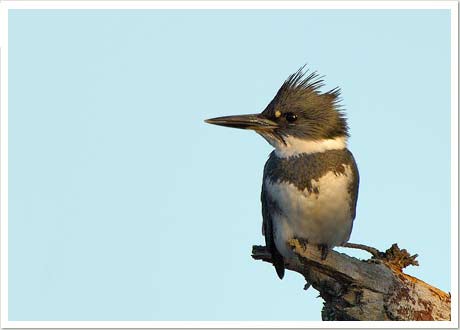 kingfisher