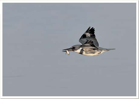 kingfisher