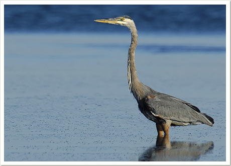 heron