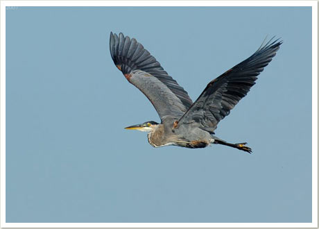 great blue heron