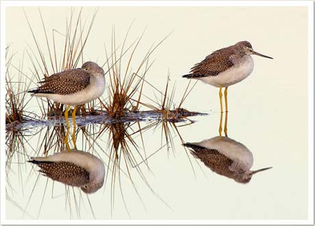 greater yellowlegs