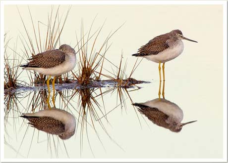 greater yellowlegs