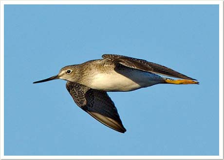 greater yellowlegs