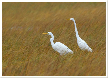 egret