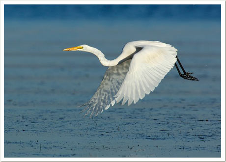 egret