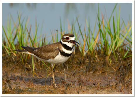 killdeer