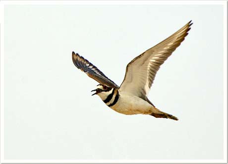 killdeer