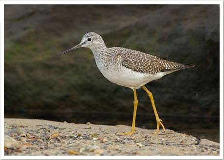 lesser yellowlegs