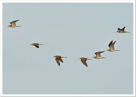 lesser yellowlegs