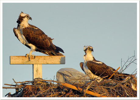 osprey