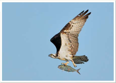 osprey