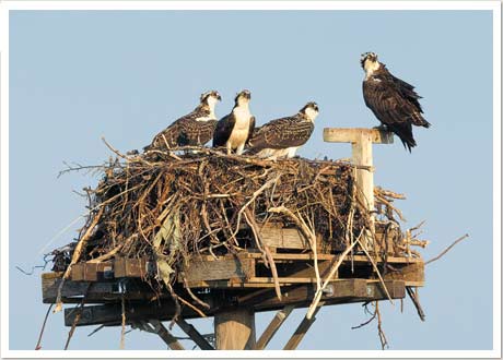 osprey