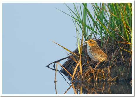 saltmarsh sparrow