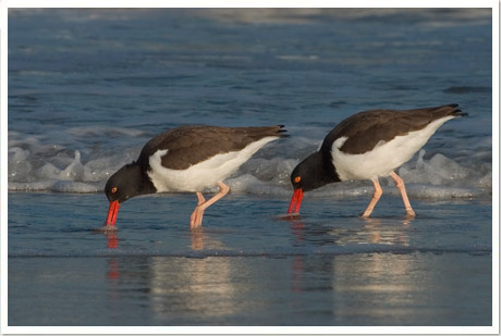 oystercatcher